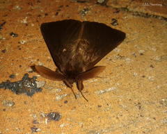 Phyllalia patens
