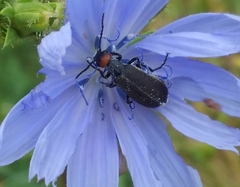Epicauta atrata
