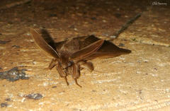 Phyllalia patens