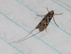 Adelidae