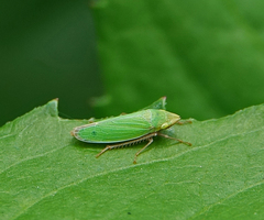 Draeculacephala minerva