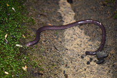 Gymnophiona