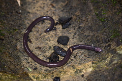 Gymnophiona