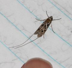 Adelidae