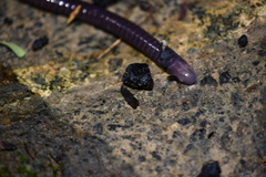 Gymnophiona