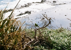 Cyanoramphus forbesi