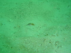 Chrysoblephus laticeps