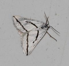 Conchylia actena