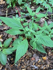 Dicliptera brachiata