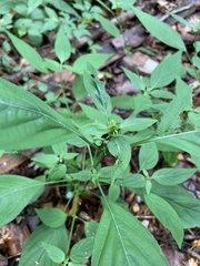Dicliptera brachiata