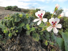Pelargonium echinatum