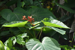 Clerodendrum paniculatum