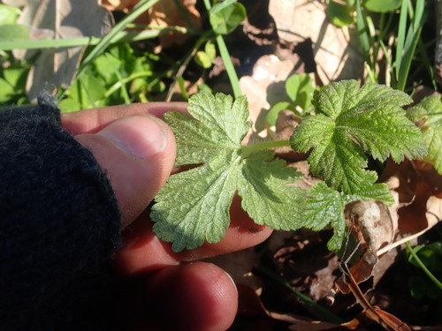 Flowering Currant seedling