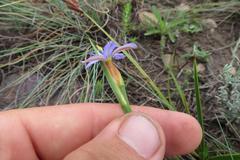 Aristea abyssinica