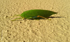 Zabalius ophthalmicus