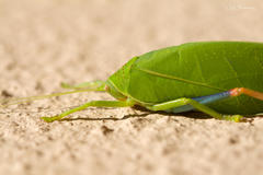 Zabalius ophthalmicus