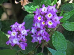 Lantana megapotamica