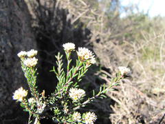 Phylica glabrata