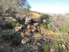 Phylica glabrata