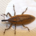 Rhubarb Weevil - Photo (c) Keith Roragen, some rights reserved (CC BY-NC-SA)