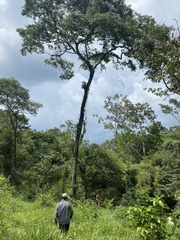 Platymiscium dimorphandrum