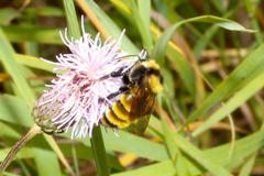 Bombus borealis