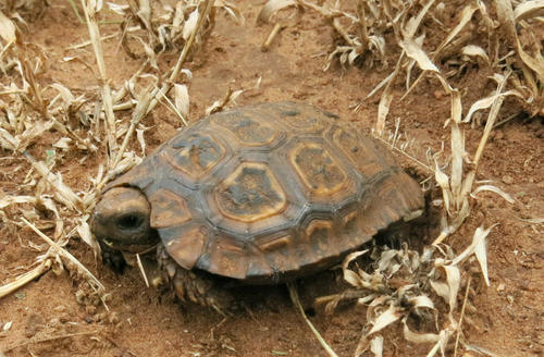 Speke's Hinge-back Tortoise