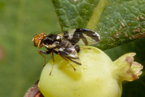 Rhagoletis zephyria