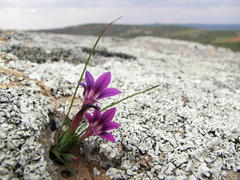 Romulea kamisensis