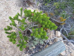 Aspalathus alopecurus