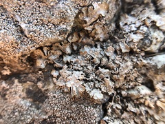 Punctelia stictica