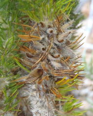 Aspalathus alopecurus