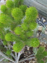 Aspalathus alopecurus