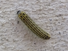 Insecta
