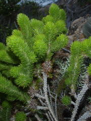 Aspalathus alopecurus