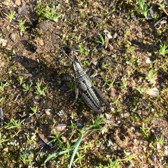 Monistria discrepans