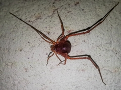 Krateromaspis dilatata