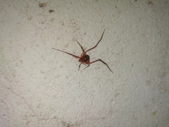 Krateromaspis dilatata