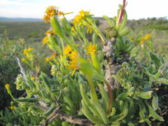 Senecio sarcoides