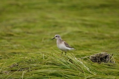 Calidris ruficollis