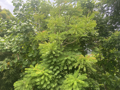Averrhoa bilimbi