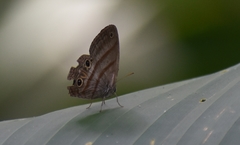 Cissia terrestris