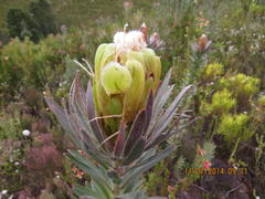 Protea coronata