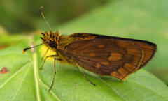 Metisella metis paris