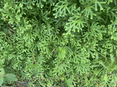 Selaginella uncinata