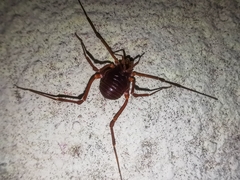 Krateromaspis dilatata