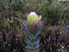 Protea coronata