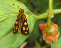 Metisella metis paris