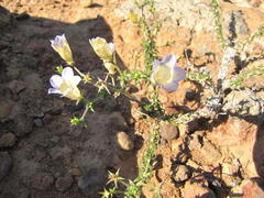 Wahlenbergia oxyphylla