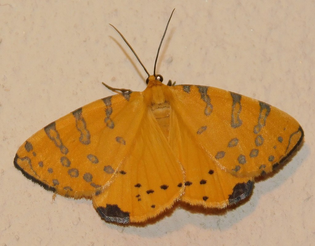 Veniliodes